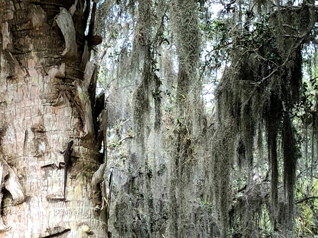 A. L. Anderson Park-塔彭斯普林斯必去景点