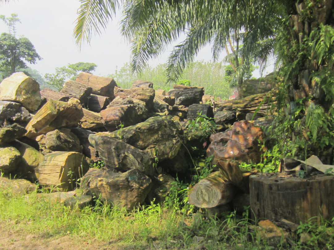 Petrified Wood Indonesia-茂物必去景点