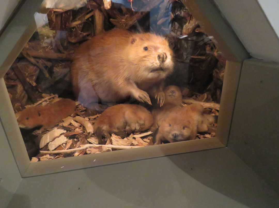 Blain County Wildlife Museum景点图片