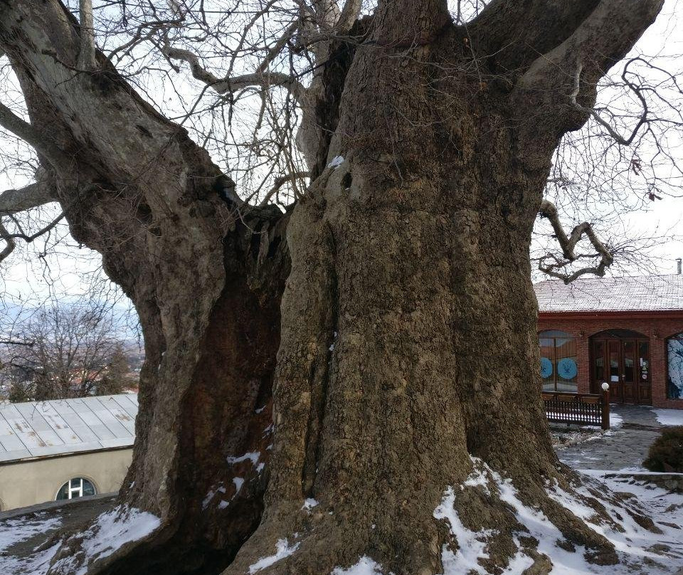 Giant Plane Tree-Telavi必去景点