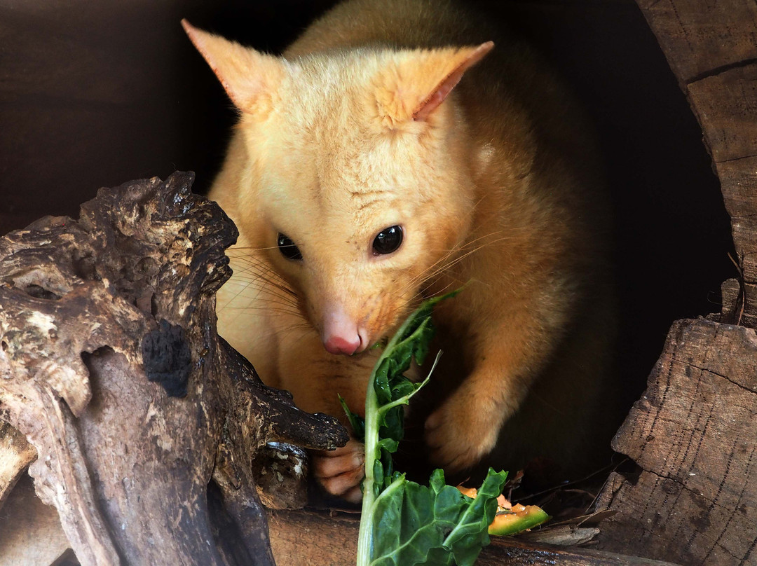 Tasmanian Devil Unzoo景点图片