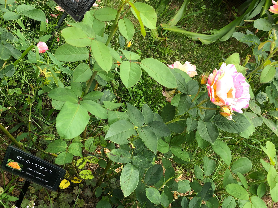 Botanica Museum-千叶市必去景点