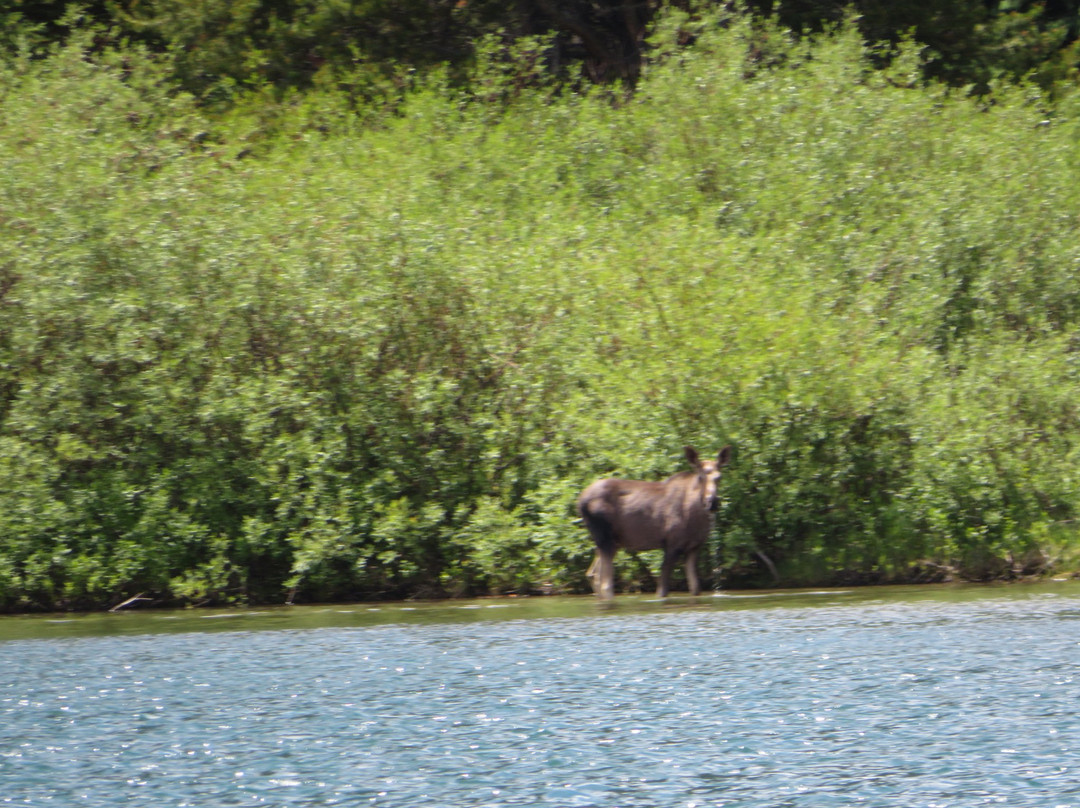 Swiftcurrent Falls-冰河国家公园必去景点