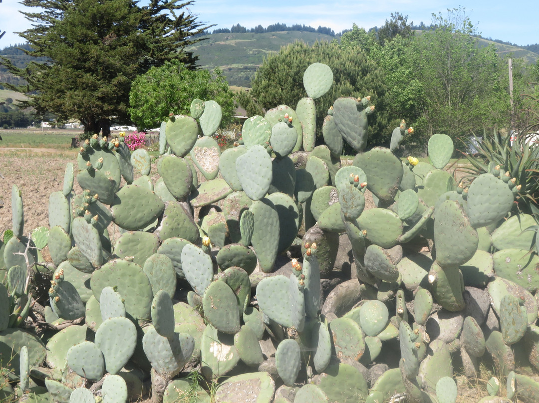 Sierra Azul Nursery & Garden-null必去景点