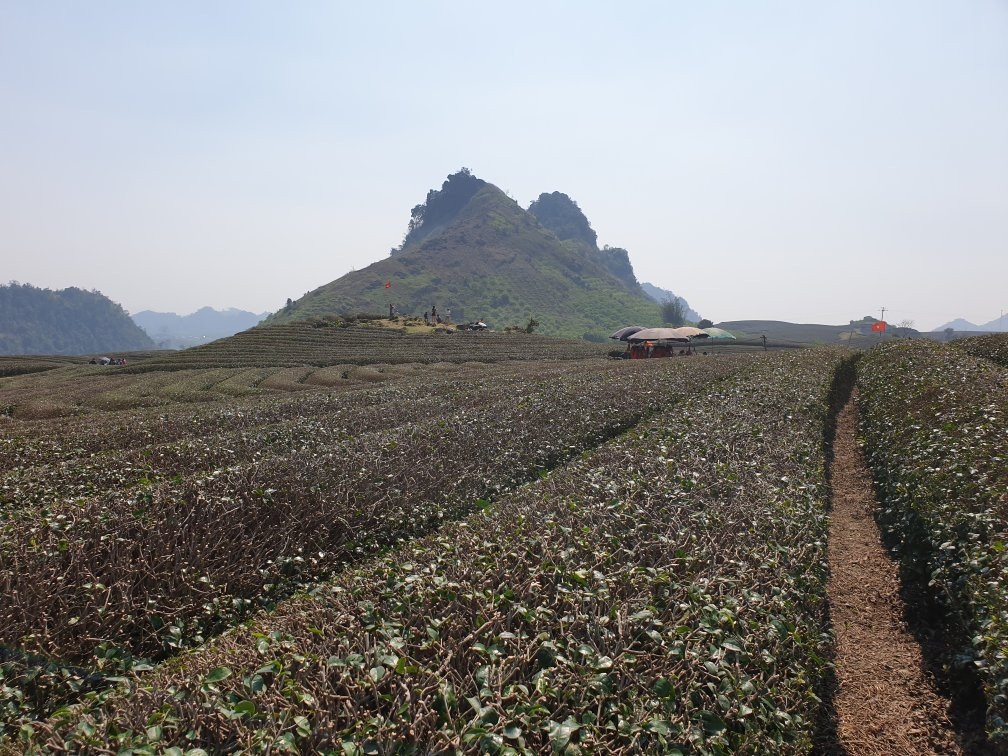 Moc Chau Tea Plantation-Moc Chau必去景点