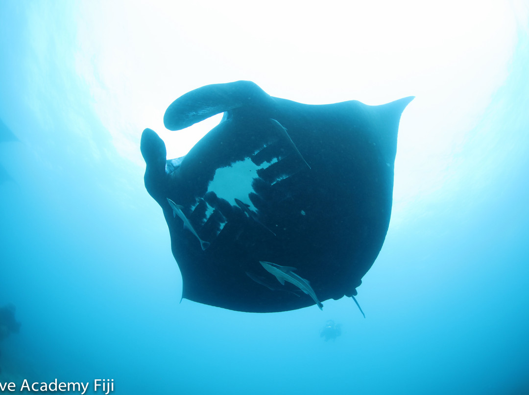 Dive Academy Fiji景点图片