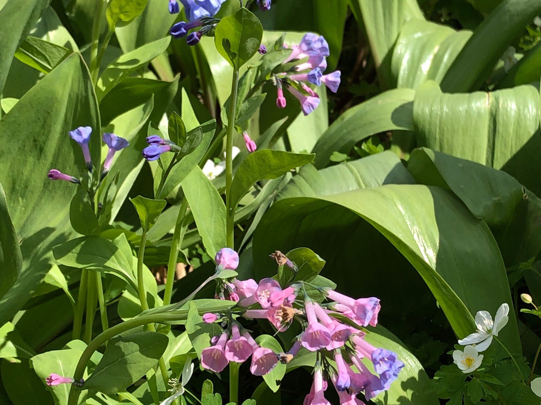 Carley State Park-Altura必去景点