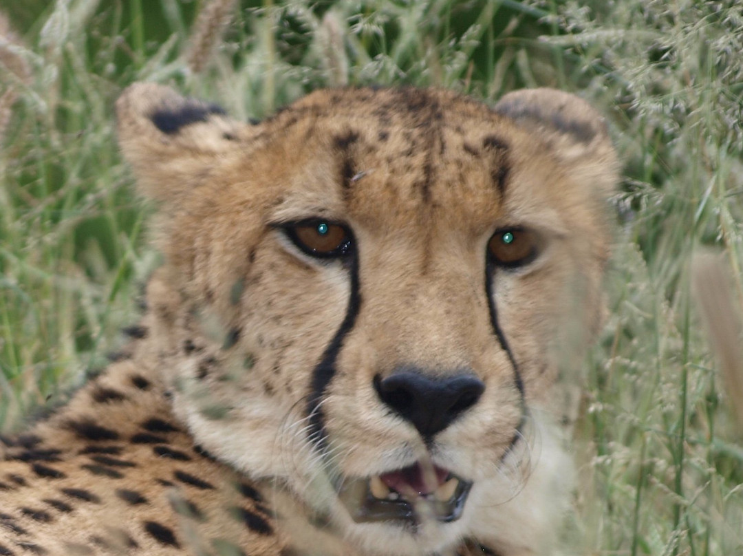 Hoedspruit Endangered Species Centre-霍德斯普鲁特必去景点