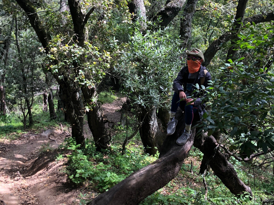 Huckleberry Botanic Regional Preserve-奥克兰必去景点