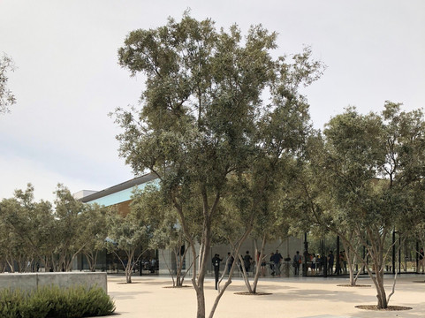 Apple Park Visitor Center-库柏蒂诺必去景点