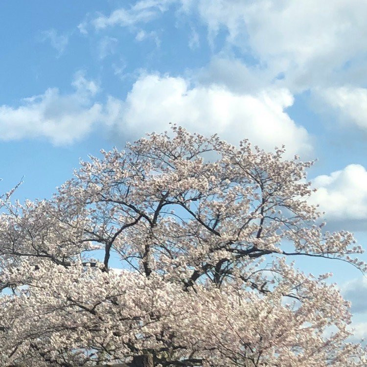 海津大崎-高岛市必去景点