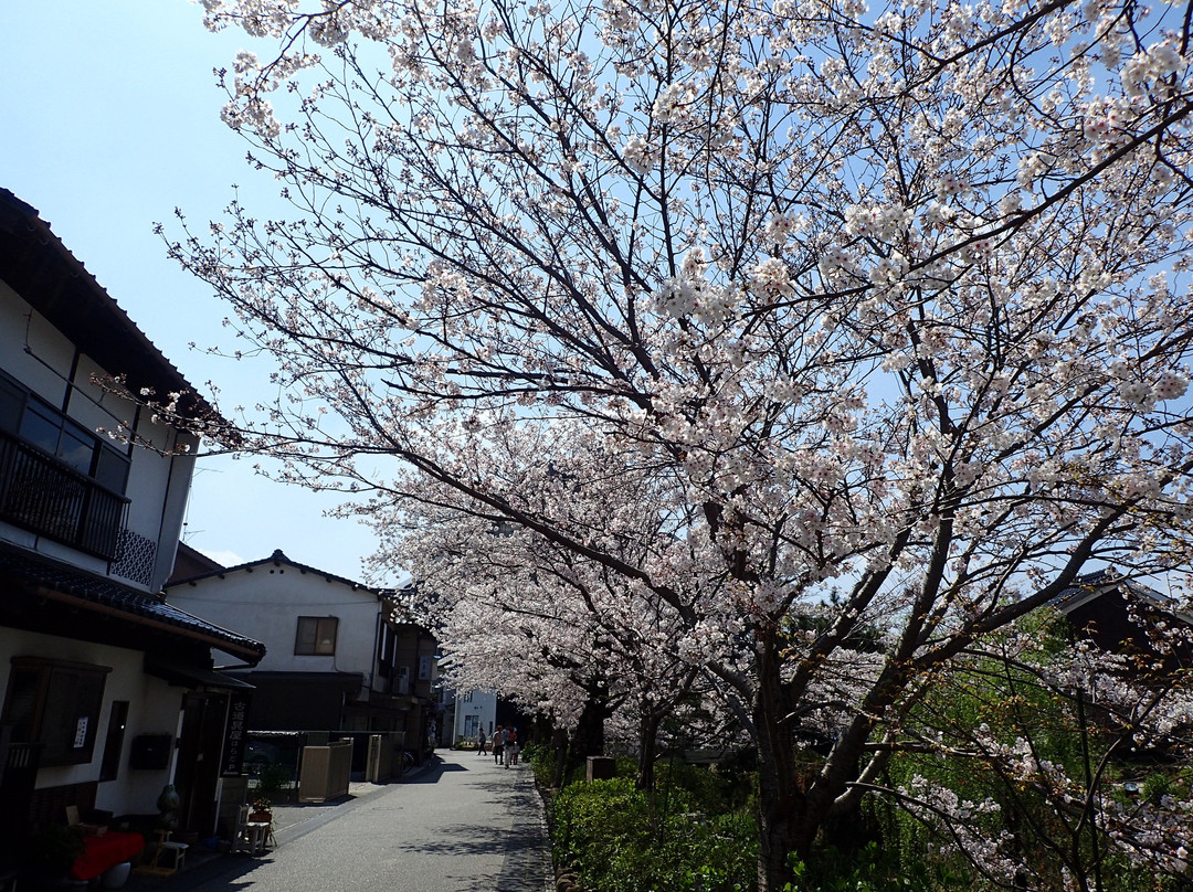 Ichinosaka River Cherry Blossoms景点图片