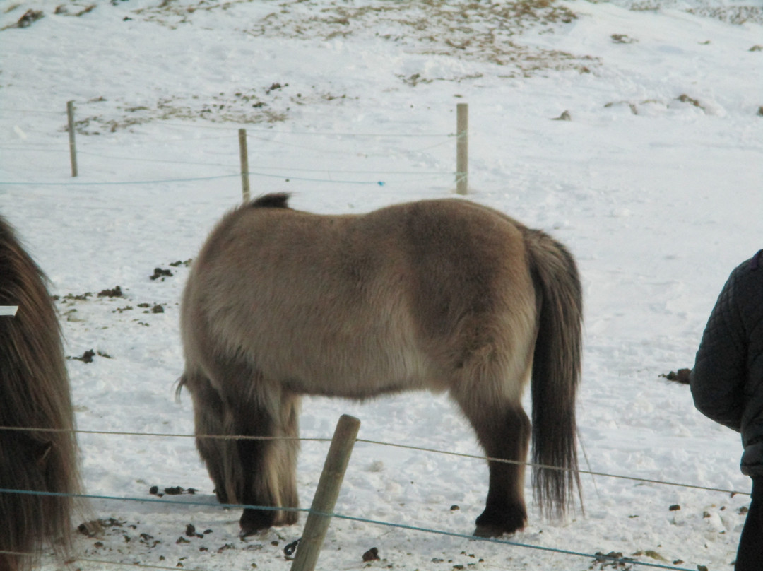 Arctic Horses景点图片