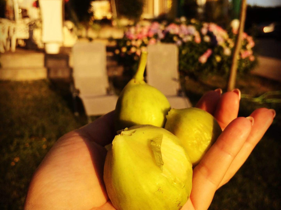 Guesthouse Kamelia主图