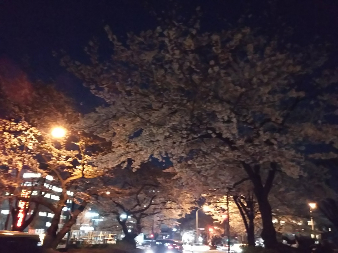 Sagamihara City Hall Sakura Street-相模原市必去景点