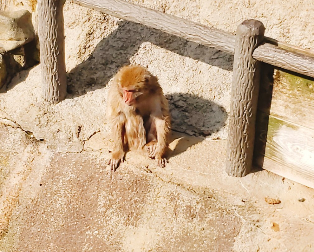 Itozu no Mori Zoological Park-北九州市必去景点