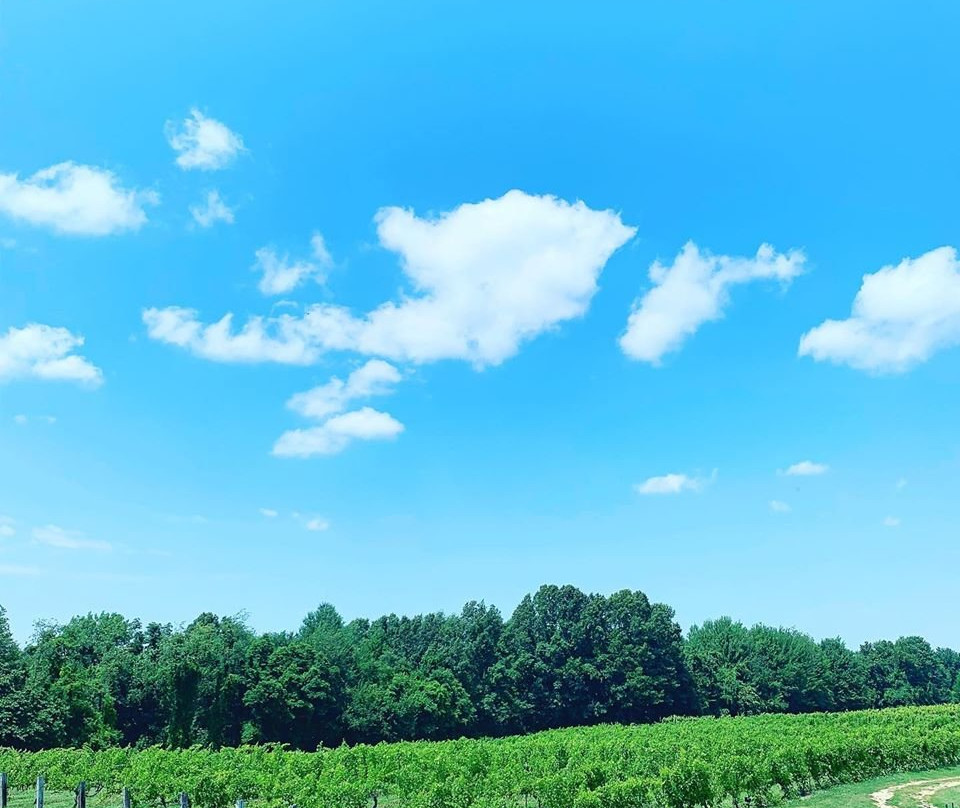 Grape and Grain Tours景点图片