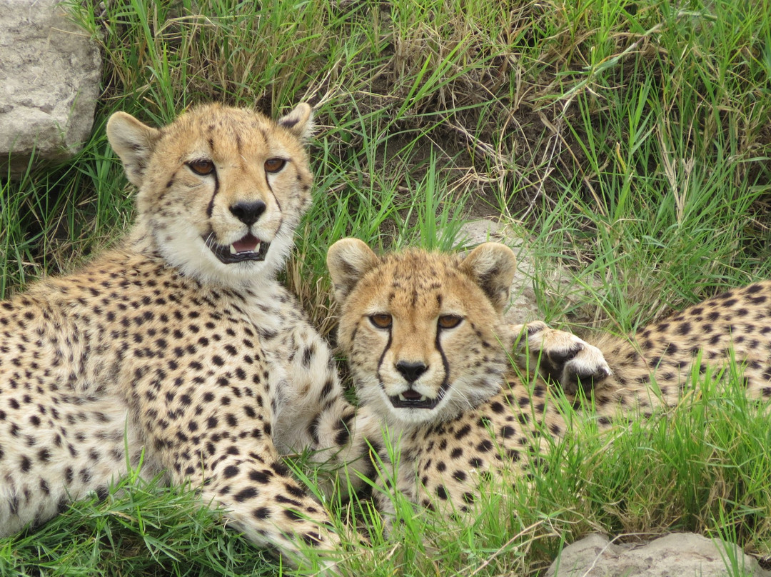 Beauty Safari Experience-姆万扎必去景点
