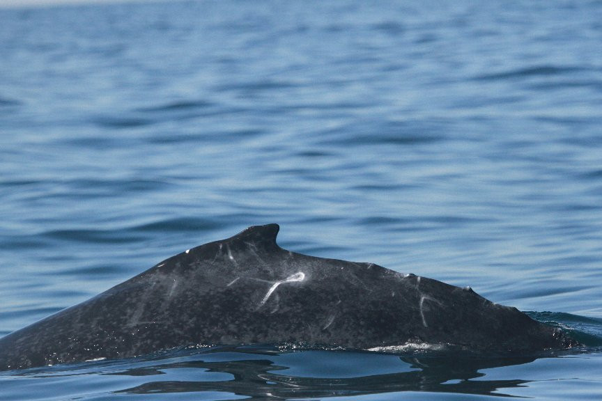 La Orca de Sayulita景点图片