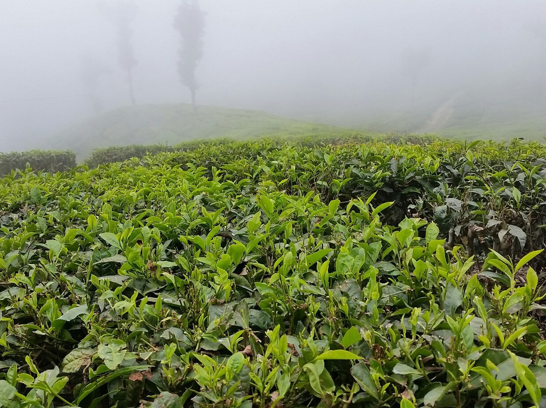 Top Station View Point-Theni必去景点
