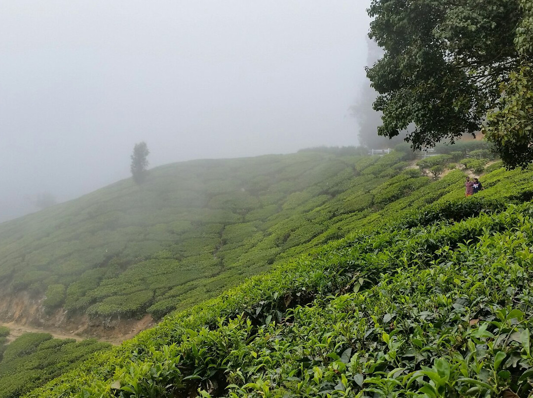 Top Station View Point-Theni必去景点