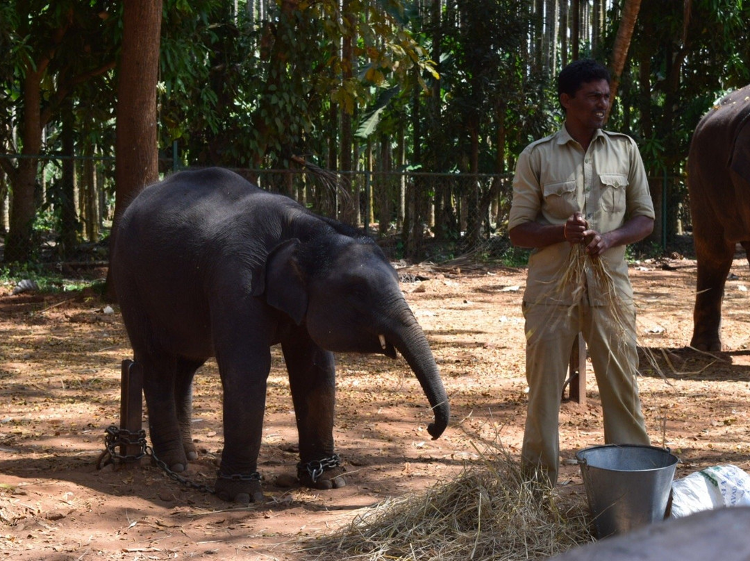 Sakrebailu Elephant Camp景点图片