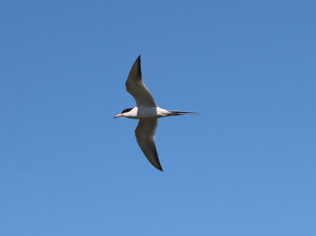 San Joaquin Marsh Wildlife Sanctuary-尔湾必去景点
