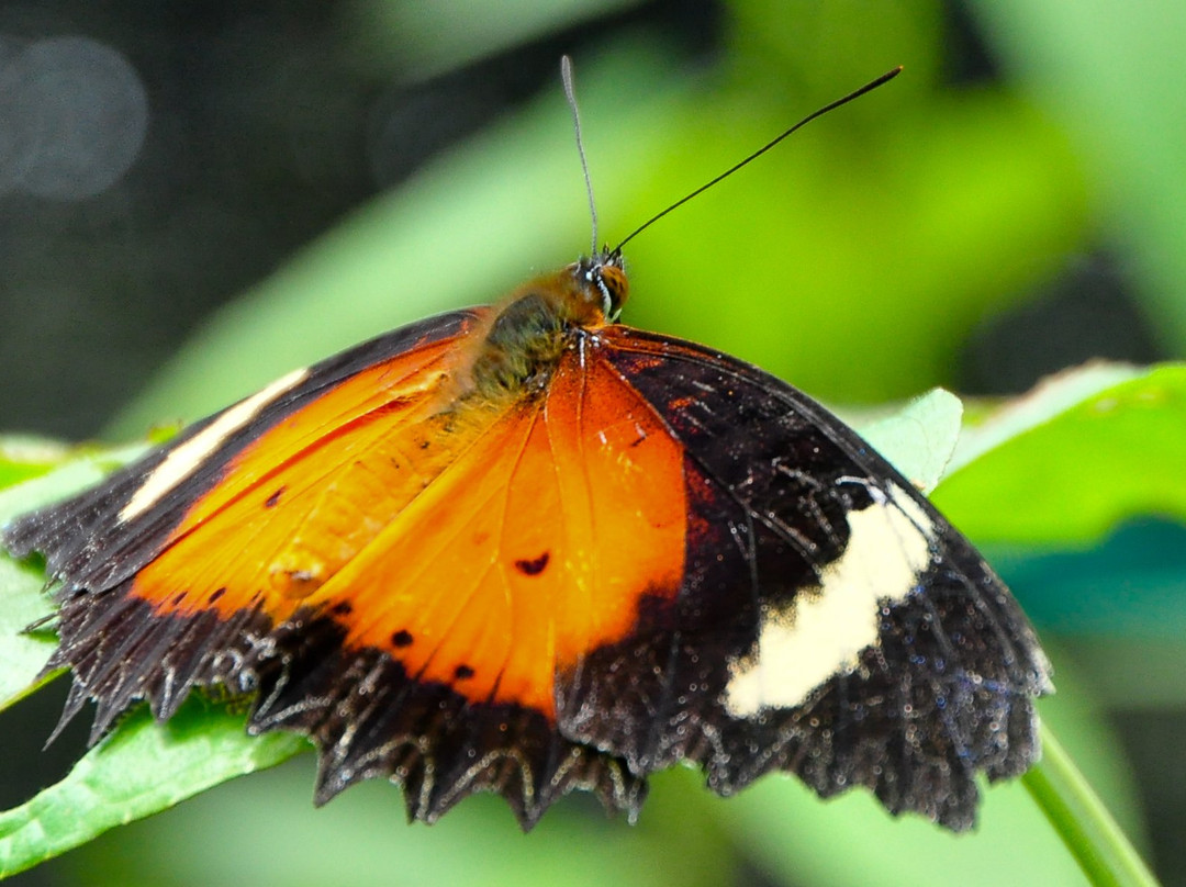 Kipandi Butterfly Farm-坦巴南必去景点