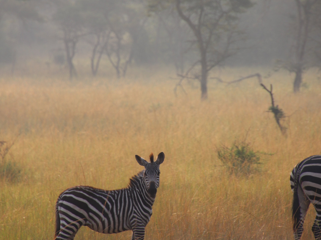 Mambo Gorilla Safari Uganda-吉佳利必去景点