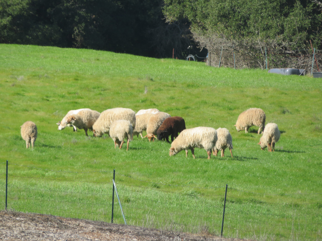 Forest Home Farms Historic Park-圣拉蒙必去景点