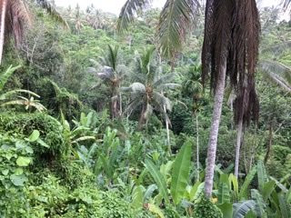 Experience Real Bali-乌布必去景点