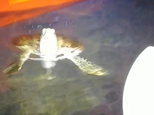 Ibis Bay Paddle Sports-基韦斯特必去景点