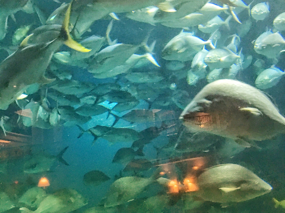 Jermaine's taxi and tours-拿骚必去景点