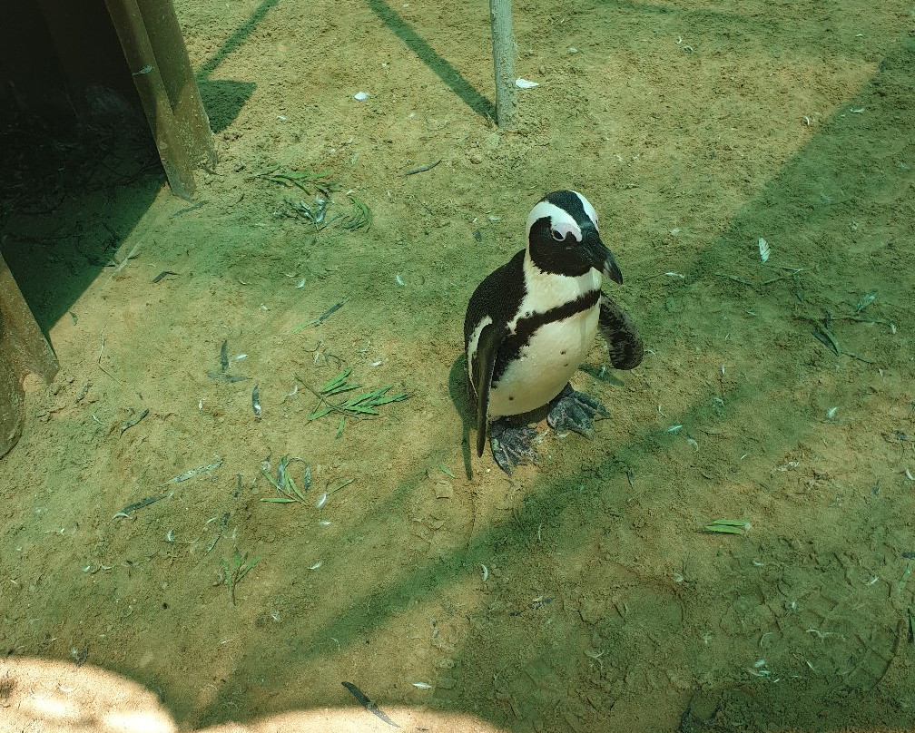 Seabird and Penguin Rehabilitation Centre景点图片