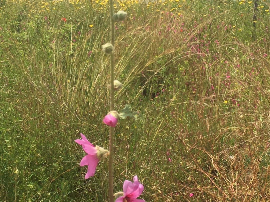 Kfar Saba Park-Kefar Sava必去景点