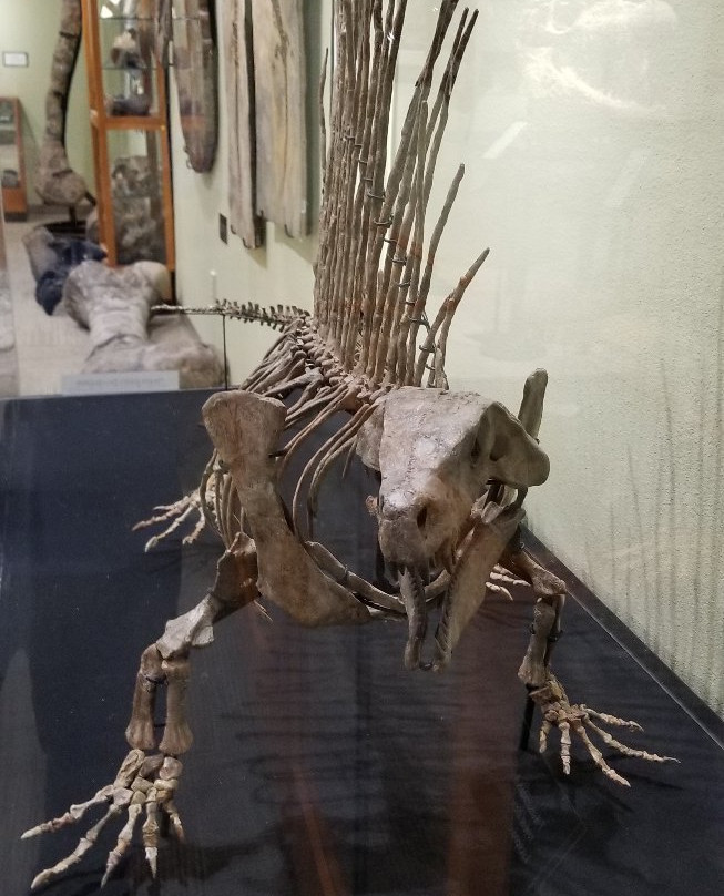 The Zuhl Museum-拉斯克鲁塞斯必去景点