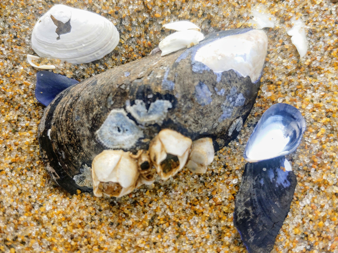 Newbury Beach景点图片