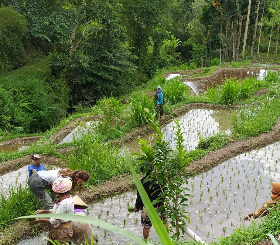 Tetebatu Tour-Tetebatu必去景点