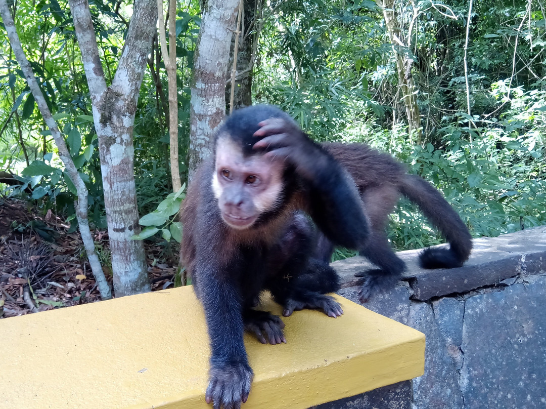 Isla San Martin-伊瓜苏国家公园必去景点