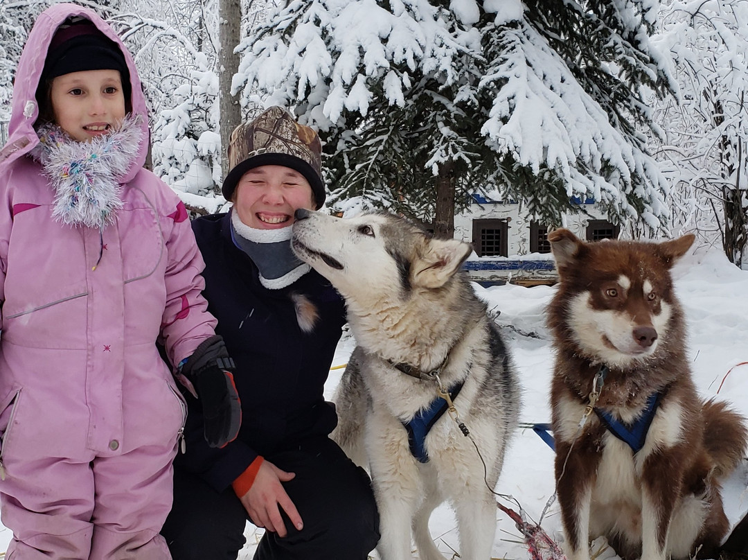 Firewalker Alaskan Malamute-北极必去景点