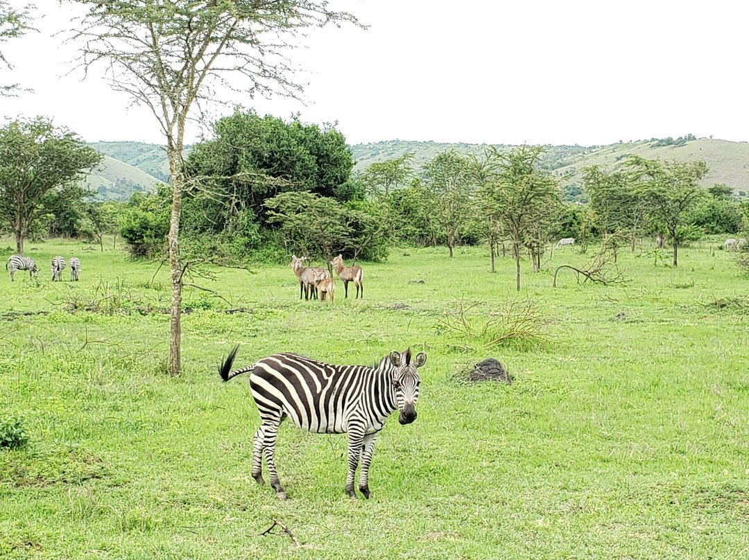 Wild Discoveries Safaris景点图片