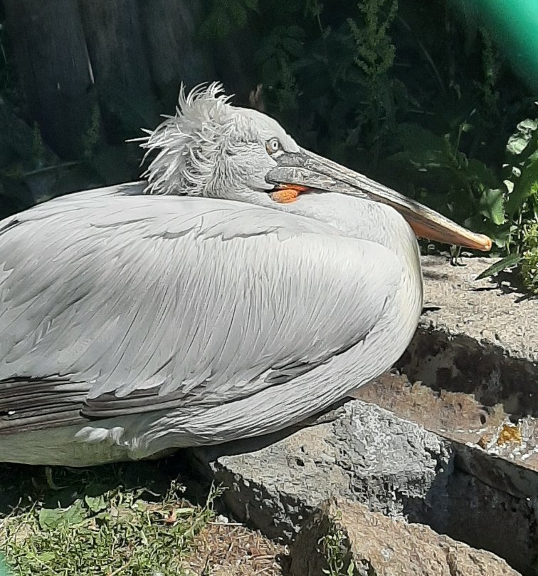 Chelyabinsk Zoo-车里雅宾斯克必去景点