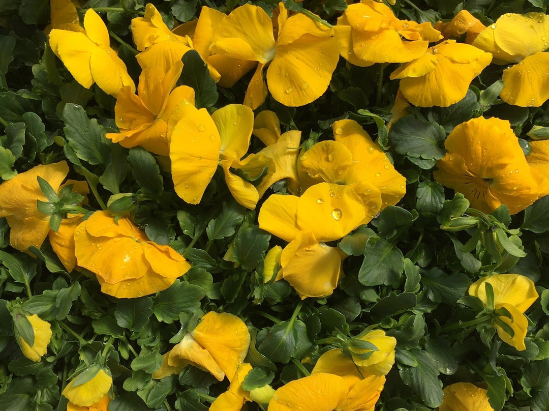 Donahue's Greenhouse-法里博必去景点