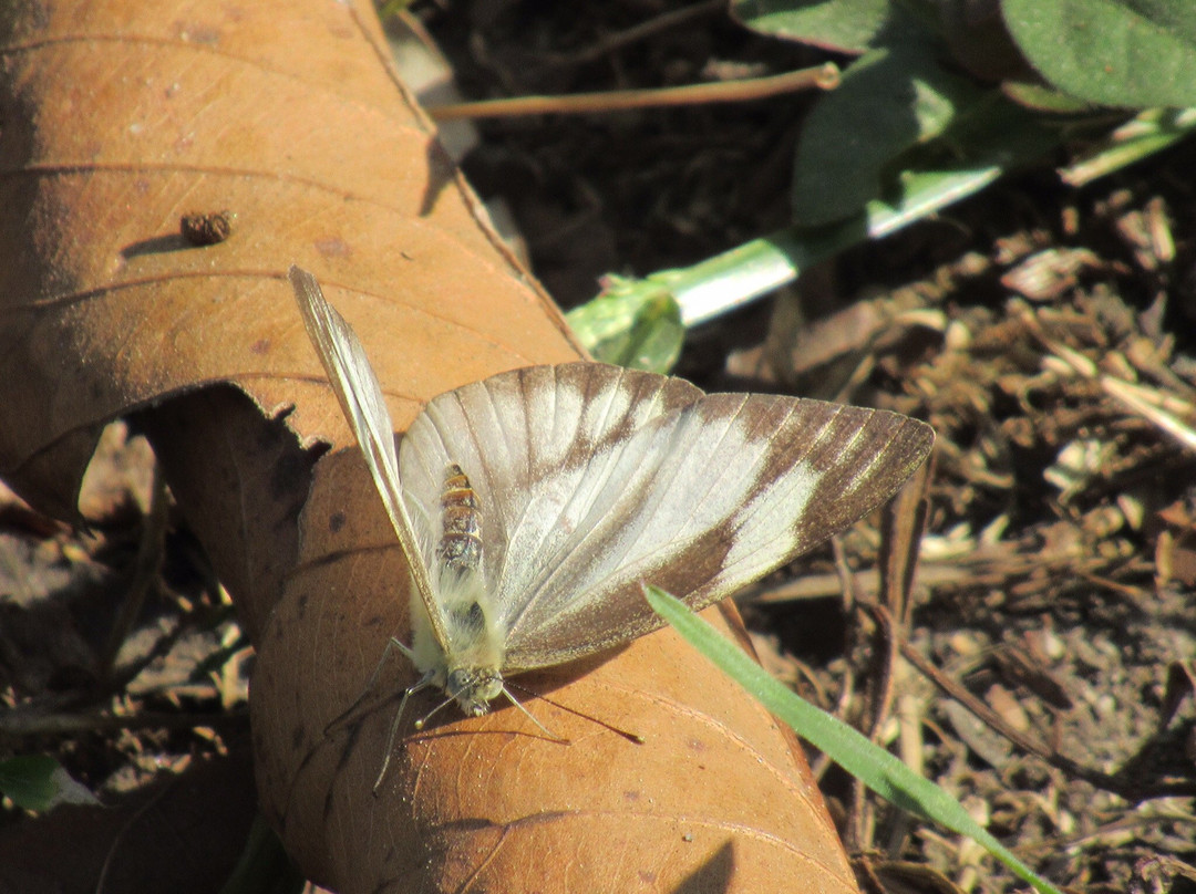 Bengal Safari-西里古里必去景点