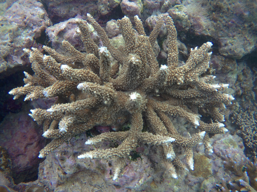 Ocean Tribe Scuba Diving-哈夫洛克岛必去景点