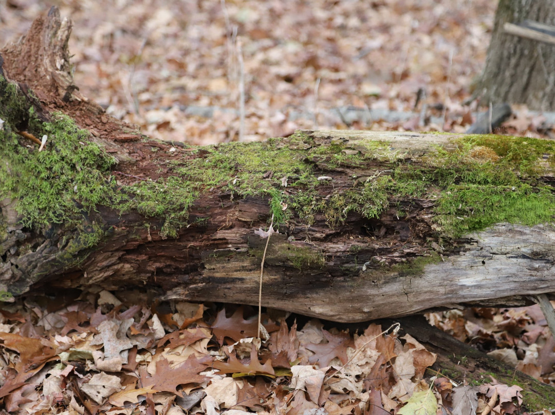 Fort Harrison State Park-印第安纳波利斯必去景点