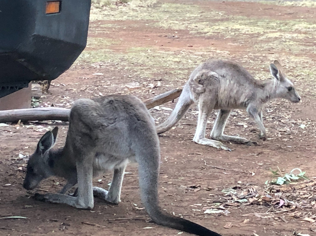 Coolah Tops National Park-Coolah必去景点