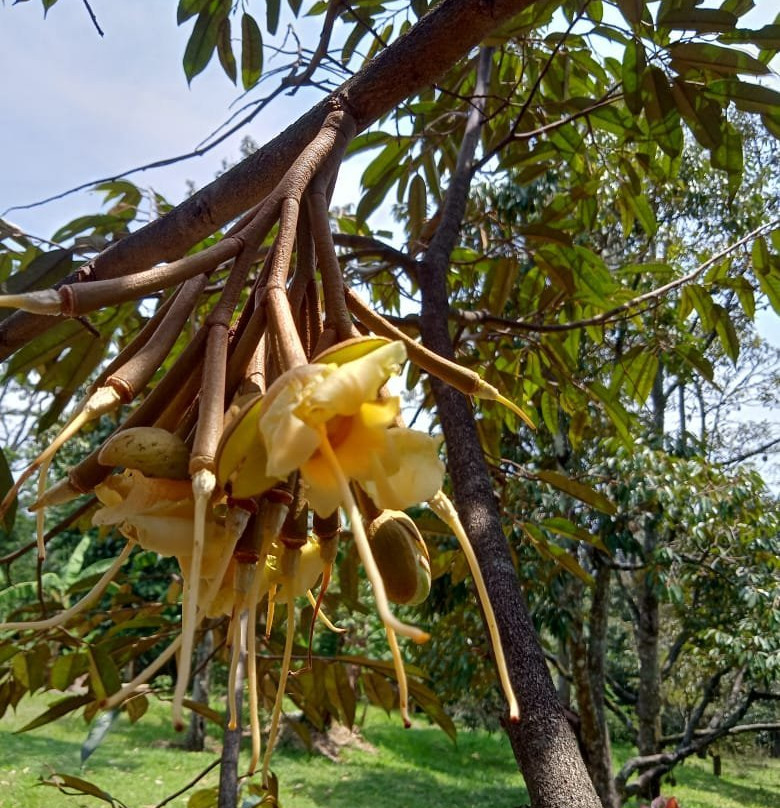 Warso Durian Farm-茂物必去景点