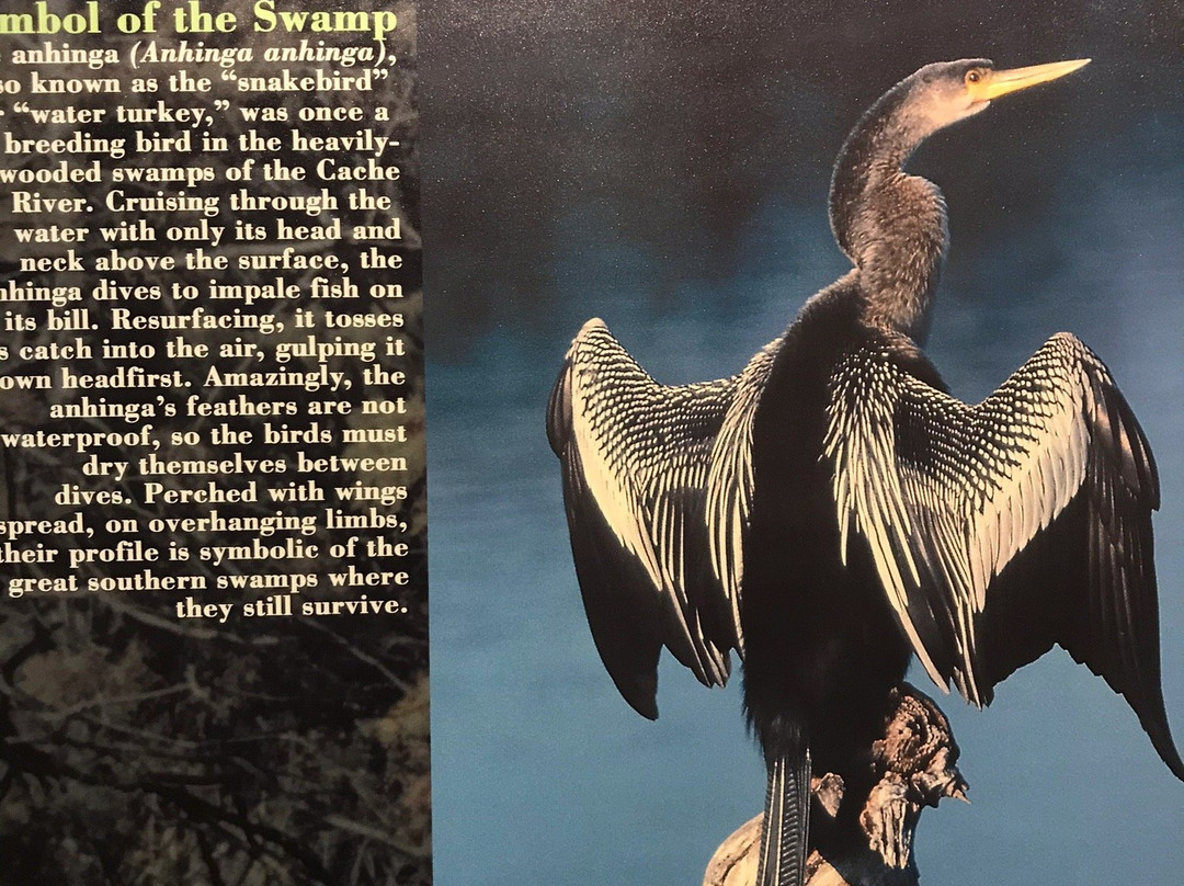 Henry N Barkhausen Cache River Wetlands Center-Cypress必去景点