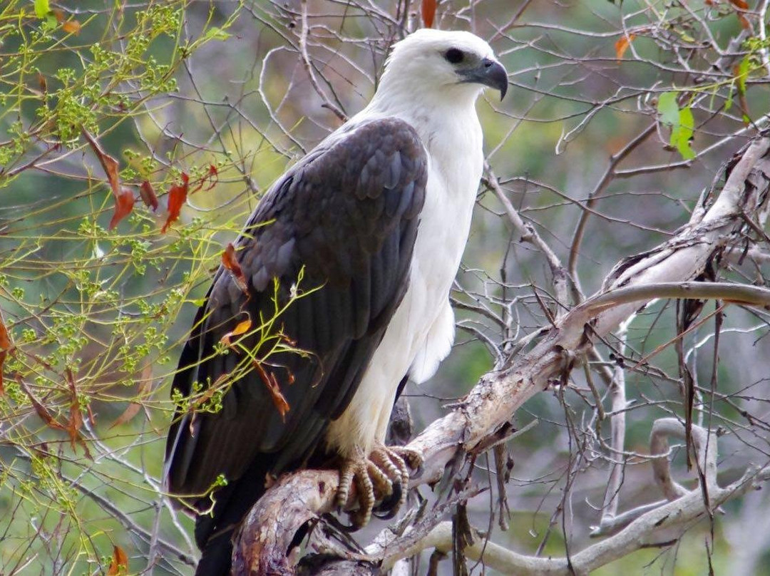 Wild Platypus (formerly All Things Wild At Burnie)-伯尼必去景点